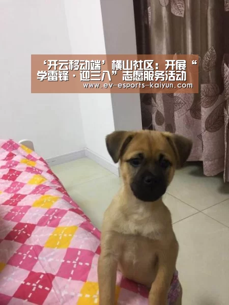 开云体育下载